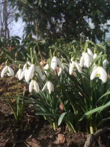 snowdrops - blog